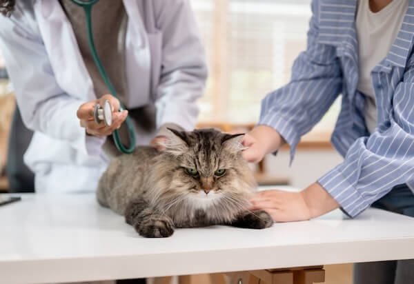 Banks Animal Hospital