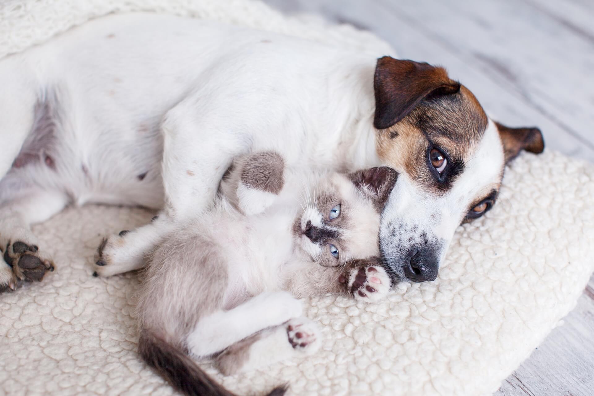 Veterinarian in Columbia, SC