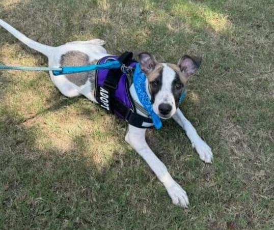 Chronic Disease Management