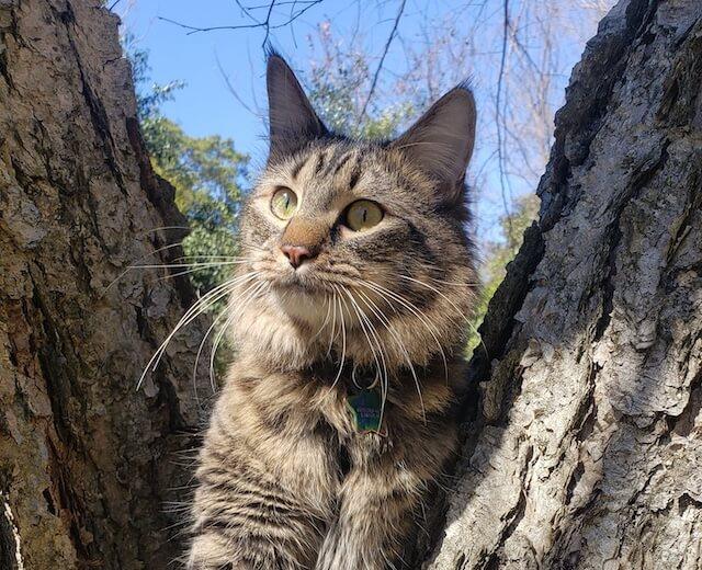 Preventive & Wellness Care